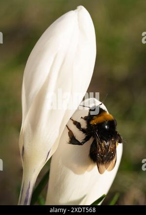 Eine haarige Hummel sammelt Nektar auf einer weißen Krokusblüte. Makrofotografie Stockfoto