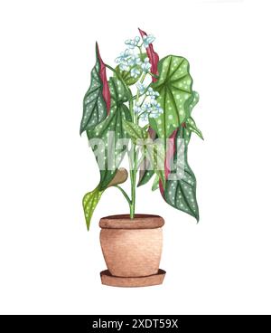 Gepunktete Begonia. Wasserfarben-Topfpflanze. Zimmerpflanzen-Illustration isoliert auf weiß. Stockfoto