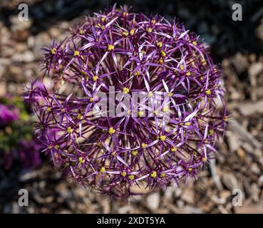 Nahaufnahme einer riesigen violetten allium-Blume, Amisfield ummauerter Garten, East Lothian, Schottland, Großbritannien Stockfoto