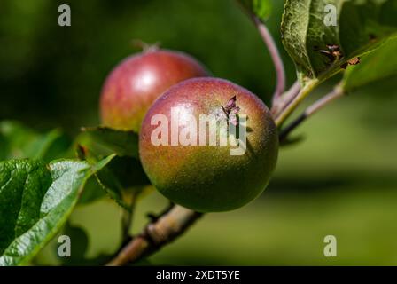 Nahaufnahme von kleinen roten Äpfeln, die auf einem Zweig im Sommersonnenschein wachsen, Amisfield ummauerter Garten, East Lothian, Schottland, Großbritannien Stockfoto