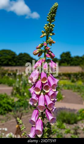 Nahaufnahme eines großen Fuchshandschuhstachels mit rosa Blumen, Amisfield ummauerter Garten, East Lothian, Schottland, Großbritannien Stockfoto