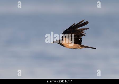 Die Kapuzenkrähe (Corvus cornix), Verätzungskrähe am mittelmeerstrand. Stockfoto