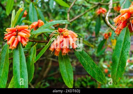 Nahaufnahme von Rhododendron Keysii in Blüte mit Lachsrosa Glockenblumen in einem County Down Northern Ireland Country Park Stockfoto