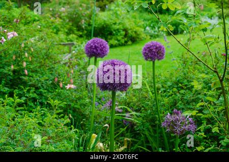 Allium-Pflanze mit Tiefe in einem öffentlichen Garten in Saintfield mit natürlichem Hintergrund Stockfoto