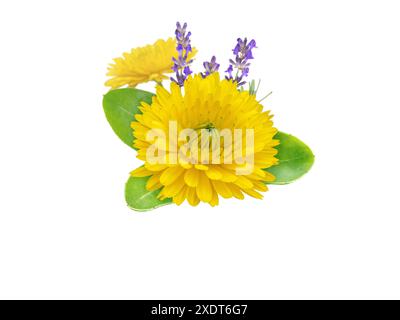 Calendula- und Lavendelblumen-Strauß isoliert auf weiß. Ringelblume in Blüte und Lavendelzweig. Calendula officinalis Kräuter- und lavandula-Medizin Stockfoto
