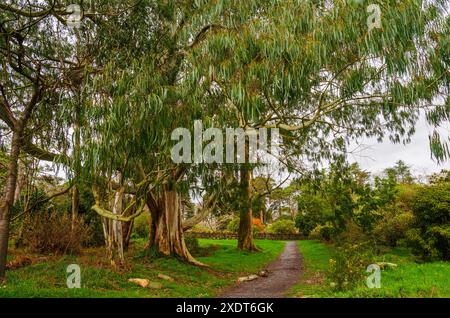 Eukalyptusbäume in einem wunderschönen Landpark mit einem Pfad, der durch den Rest des Waldes führt Stockfoto