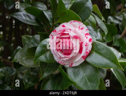 Mehrfarbige Kamelie Japonica formell doppelt weiß mit roten Flecken Blüte. Japanische Kamelie blühende Pflanzenzweige mit dunkelgrünem Hochglanzlaub. Stockfoto