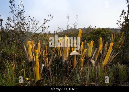 Gelbe Krüge der fleischfressenden Bromelie Brocchinia reducta in hoher Vegetation, auf Auyan Tepui, Venezuela Stockfoto