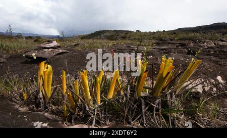 Bromelienkrug von Brocchinia reducta auf dem Plateau von Auyan Tepui, wächst in schwarzem Sandsteingestein, Venezuela Stockfoto