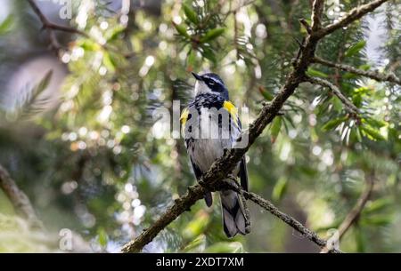 Nahaufnahme eines männlichen Gelbrumpfflächens, der während des Frühlingszuges in einer Fichtenbaumkugel sitzt, im Long Point Provincial Park, Ontario, Kanada Stockfoto