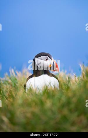 Atemberaubende Aussicht auf einen süßen Papageientaucher, einen scharf gekleideten schwarz-weißen Seevögel mit einem riesigen, mehrfarbigen Schnabel. Stockfoto