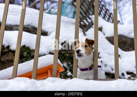Jack Russel Terrier im Schnee Stockfoto