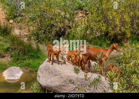 Granada, Spanien: 19. April 2024: Ziegen auf einem Bauernhof in Andalusien, Granada, Spanien Stockfoto