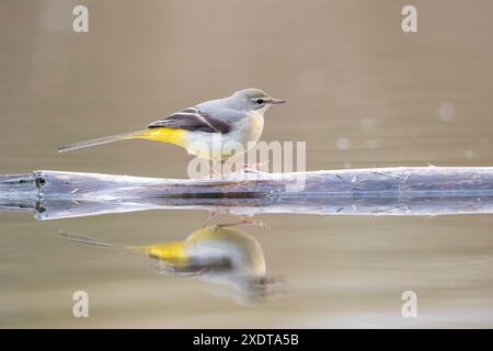 Der graue Bachstelz (Motacilla cinerea), ein kleiner Vogel der Familie der Bachstelze, der in Europa lebt. Stockfoto