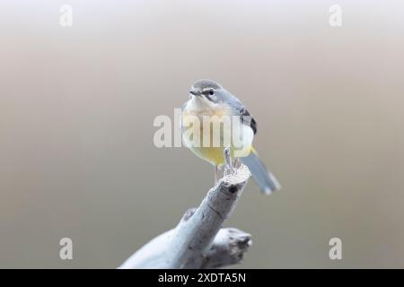 Der graue Bachstelz (Motacilla cinerea), ein kleiner Vogel der Familie der Bachstelze, der in Europa lebt. Stockfoto