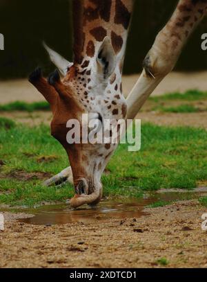 Nahaufnahme der jungen Rothschildgiraffe (Giraffa camelopardalis rothschildi) mit flexiblen fleischigen Lippen, die beim Trinken helfen und die Blätter von Bäumen entfernen Stockfoto