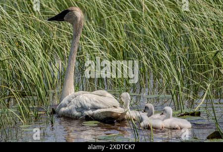 Eine Familie von Trompeterschwänen, die in einem Sumpfgebiet in Crex Meadows in Wisconsin schwimmen. Stockfoto