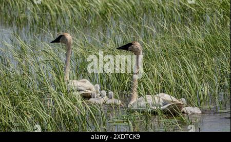 Eine Familie von Trompeterschwänen, die in einem Sumpfgebiet in Crex Meadows in Wisconsin schwimmen. Stockfoto