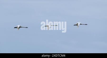 Trompeterschwäne (Cygnus Buccinator) fliegen über die Crex Meadows in Wisconsin. Stockfoto