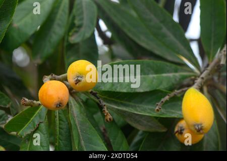 Der Loquat oder Eriobotrya japonica mit gelben Früchten, japanische Pflaume 1 Stockfoto