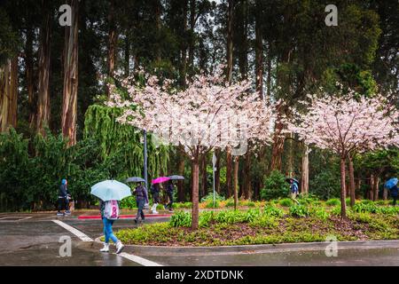 Berkeley, Kalifornien, USA - 24. März 2017: Blühende Kirschbäume und Studenten mit Regenschirmen an einem regnerischen Tag in der UC Berkeley. Stockfoto