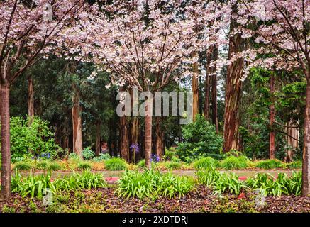 Berkeley, Kalifornien, USA - 24. März 2017: Frühlingsblüte mit Kirschbäumen in der UC Berkeley. Stockfoto