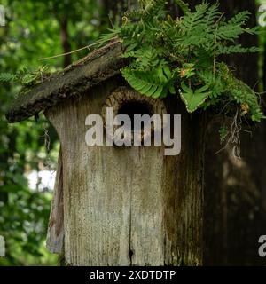 Altes Vogelhaus im Wald. Nahaufnahme Stockfoto
