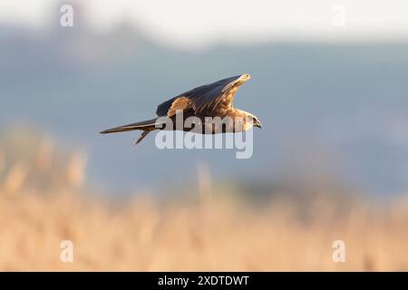 Die westliche sumpfweide oder Eurasische sumpfweide (Circus aeruginosus) großer Raubvogel. Stockfoto