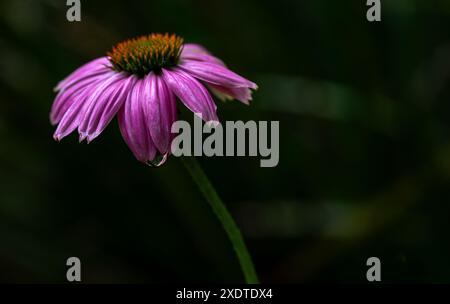 Kegelblume, Nahaufnahme, Gartenfoto. Stockfoto
