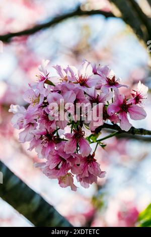 Nahaufnahme blühender Kirschbaumblüten; Japanischer Friendship Garden; Balboa Park; San Diego; Kalifornien; USA Stockfoto