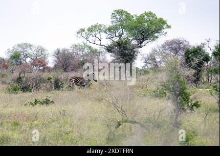 Safari im Kruger-Nationalpark, Südafrika. Afrikanisches Zebra weidet zwischen grünen Bäumen und Büschen in der Savanne. Tiere Wildtiere Hintergrund, wild Stockfoto