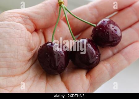 Drei rote Kirschen in der Hand. Die Hand hält reife feuchte Kirschen. Konzept der Sommerernte. Gesunder Lebensstil. Früchte und Beeren liegen flach. Stockfoto