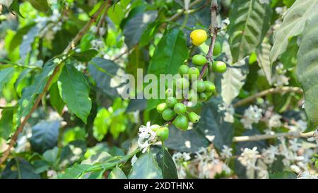 Anpflanzung von arabica-, Bourbon-, Caturra- und Catuai-Kaffeebohnen in Guaetmala bei Antigua. Stockfoto