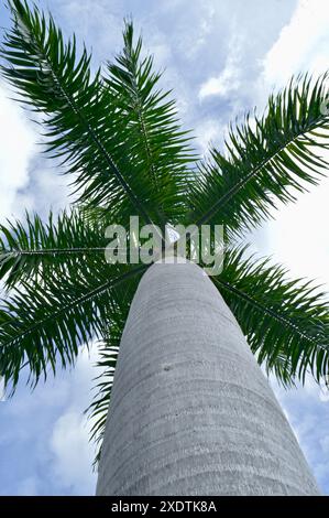 Ein vertikaler Blick nach oben unter einer großen Palme Stockfoto