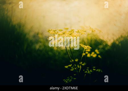 Eine wunderschöne weiße Wildblume blüht auf einem Feld, beleuchtet durch das warme Sonnenlicht eines Sommertages. Es ist ein Bild der Natur von ihrer schönsten Seite. Stockfoto