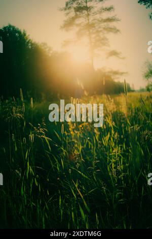 Foto einer Sommerlandschaft auf einem Feld. Die grünen Grashalme werden von den Sonnenstrahlen der untergehenden Sonne beleuchtet. Warmer Sommer, Idylle und Glück. Stockfoto