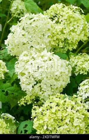 Weiße Hortensie blühen im Sommer. Stockfoto