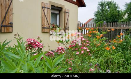 Hübsche rot-weiße Rosen im Vorgarten eines alten Hauses. Stockfoto