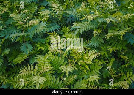 Sorbaria sorbifolia ist ein Sträucher, eine Art Pflanzenart der Gattung Sorbaria aus der Familie der Rosaceae. Falsche spiraea. Stockfoto