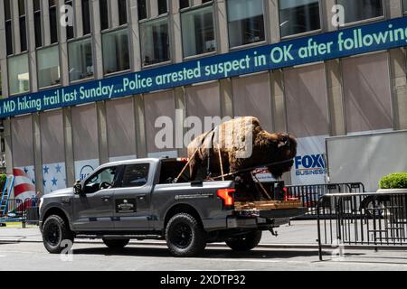 Stuffed Buffalo Mount, Fahrt auf der Rückseite des Pick Up Trucks, 29024, NYC, USA Stockfoto