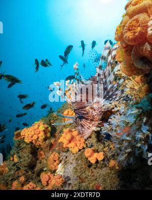 Rotlöwenfisch, Pterois volitans, Nosy Be, Madagaskar, Indischer Ozean Stockfoto