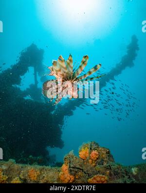 Rotlöwenfisch, Pterois volitans, Nosy Be, Madagaskar, Indischer Ozean Stockfoto
