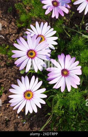 Dimorphotheca Ecklonis mit rosa und weißen Blüten Stockfoto