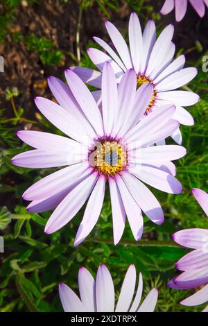 Dimorphotheca Ecklonis mit rosa und weißen Blüten Stockfoto