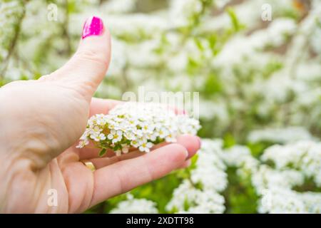 Weiße Blütenstände von spiraea arguta in der Hand des Mädchens am sonnigen Frühlingstag. Hochwertige Fotos Stockfoto