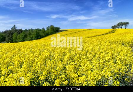 Ländliche Hügellandschaft mit Rapsfeld, blauem Himmel mit Wolken, Bäumen, Wald am Horizont, sonniger Frühlingstag. Polen, Europa. Stockfoto