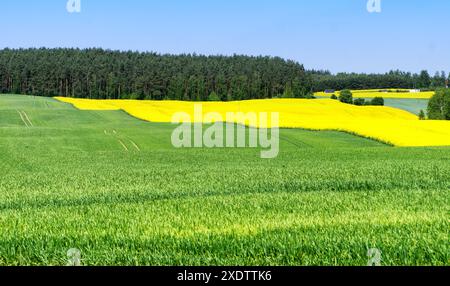 Ländliche Hügellandschaft mit Getreide- und Rapsfeld, blauem Himmel, Bäumen, Wald am Horizont, sonnigem Frühlingstag. Polen, Europa. Stockfoto