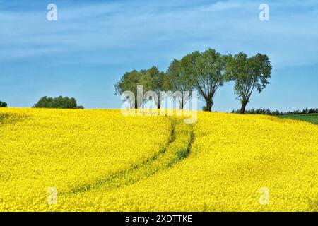 Ländliche Hügellandschaft mit Rapsfeld, blauem Himmel, Bäumen, Wald am Horizont, sonnigem Frühlingstag. Polen, Europa. Stockfoto