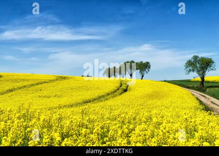 Ländliche Hügellandschaft mit Rapsfeld, blauem Himmel mit Wolken, Bäumen, Wald am Horizont, sonniger Frühlingstag. Polen, Europa. Stockfoto