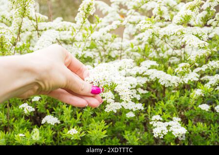 Weiße Blütenstände von spiraea arguta in der Hand des Mädchens am sonnigen Frühlingstag. Hochwertige Fotos Stockfoto